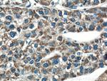 USP30 Antibody in Immunohistochemistry (Paraffin) (IHC (P))