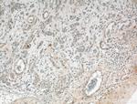 USP30 Antibody in Immunohistochemistry (Paraffin) (IHC (P))