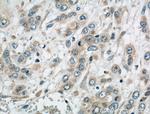 USP30 Antibody in Immunohistochemistry (Paraffin) (IHC (P))