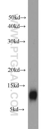 YPEL3 Antibody in Western Blot (WB)