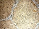 USP2 Antibody in Immunohistochemistry (Paraffin) (IHC (P))