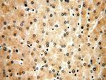 USP2 Antibody in Immunohistochemistry (Paraffin) (IHC (P))