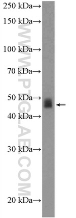 USP2 Antibody in Western Blot (WB)