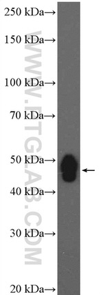 USP2 Antibody in Western Blot (WB)