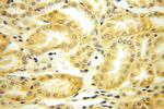 PLEKHA8 Antibody in Immunohistochemistry (Paraffin) (IHC (P))