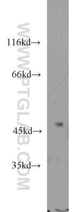 PLEKHA8 Antibody in Western Blot (WB)