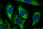 BTF3 Antibody in Immunocytochemistry (ICC/IF)