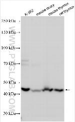 BTF3 Antibody in Western Blot (WB)