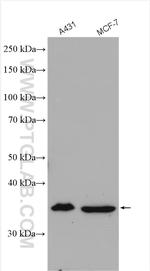 ANXA9 Antibody in Western Blot (WB)