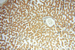 ANXA9 Antibody in Immunohistochemistry (Paraffin) (IHC (P))