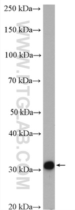 BDH1 Antibody in Western Blot (WB)