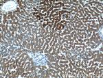 ECE2 Antibody in Immunohistochemistry (Paraffin) (IHC (P))