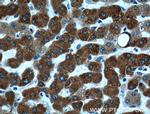 ECE2 Antibody in Immunohistochemistry (Paraffin) (IHC (P))