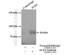 ECE2 Antibody in Immunoprecipitation (IP)