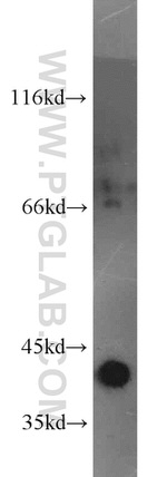 Bif-1 Antibody in Western Blot (WB)