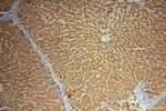 UGT2B4 Antibody in Immunohistochemistry (Paraffin) (IHC (P))