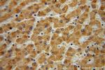 UGT2B4 Antibody in Immunohistochemistry (Paraffin) (IHC (P))