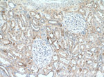 SSU72 Antibody in Immunohistochemistry (Paraffin) (IHC (P))