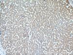 SSU72 Antibody in Immunohistochemistry (Paraffin) (IHC (P))