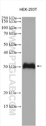 SSU72 Antibody in Western Blot (WB)