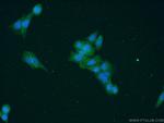 EPB41L2 Antibody in Immunocytochemistry (ICC/IF)