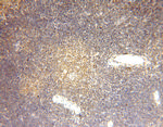 GMDS Antibody in Immunohistochemistry (Paraffin) (IHC (P))