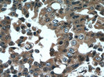 CaMKII delta Antibody in Immunohistochemistry (Paraffin) (IHC (P))
