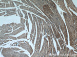 CaMKII delta Antibody in Immunohistochemistry (Paraffin) (IHC (P))