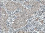 CaMKII delta Antibody in Immunohistochemistry (Paraffin) (IHC (P))