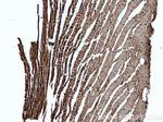 TSPO/PBR Antibody in Immunohistochemistry (Paraffin) (IHC (P))
