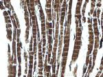 TSPO/PBR Antibody in Immunohistochemistry (Paraffin) (IHC (P))