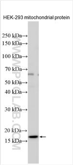 TSPO/PBR Antibody in Western Blot (WB)
