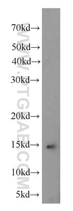 NDUFA6 Antibody in Western Blot (WB)