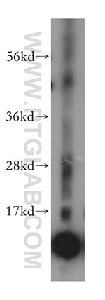 NDUFA6 Antibody in Western Blot (WB)