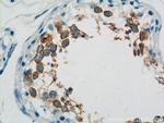 TEX101 Antibody in Immunohistochemistry (Paraffin) (IHC (P))