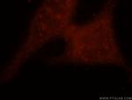ASNA1 Antibody in Immunocytochemistry (ICC/IF)