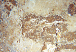 ASNA1 Antibody in Immunohistochemistry (Paraffin) (IHC (P))