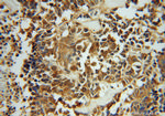 ASNA1 Antibody in Immunohistochemistry (Paraffin) (IHC (P))