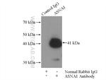 ASNA1 Antibody in Immunoprecipitation (IP)