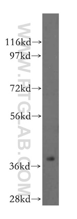 ASNA1 Antibody in Western Blot (WB)