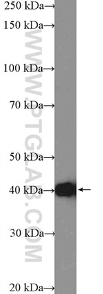ASNA1 Antibody in Western Blot (WB)