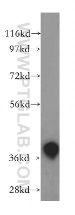 ASNA1 Antibody in Western Blot (WB)