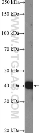 ASNA1 Antibody in Western Blot (WB)