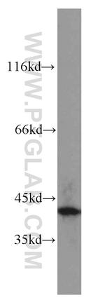 FA2H Antibody in Western Blot (WB)