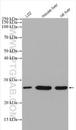 SAR1B Antibody in Western Blot (WB)