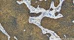 S100A2 Antibody in Immunohistochemistry (Paraffin) (IHC (P))