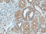 HOOK3 Antibody in Immunohistochemistry (Paraffin) (IHC (P))