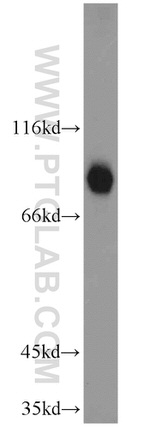 HOOK3 Antibody in Western Blot (WB)