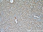 TNIP2 Antibody in Immunohistochemistry (Paraffin) (IHC (P))