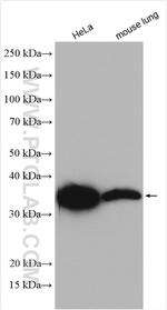 MDH2 Antibody in Western Blot (WB)